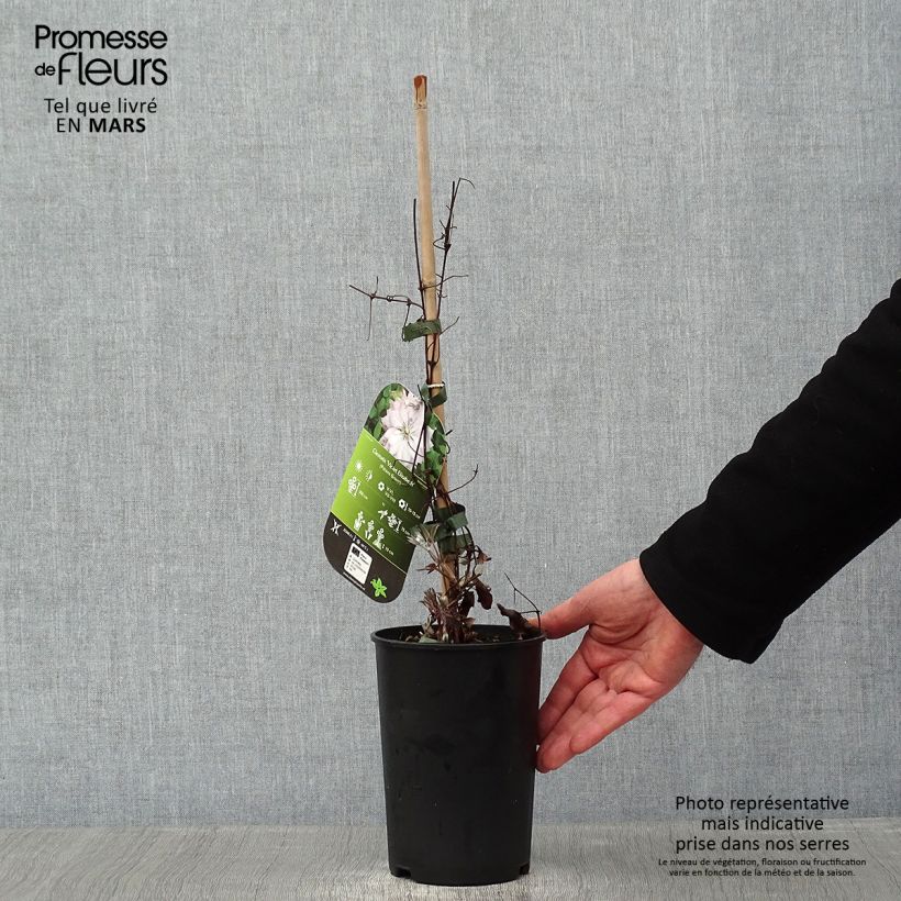 Spécimen de Clématite - Clematis Violet Elisabeth Pot de 2L/3L tel que livré en hiver