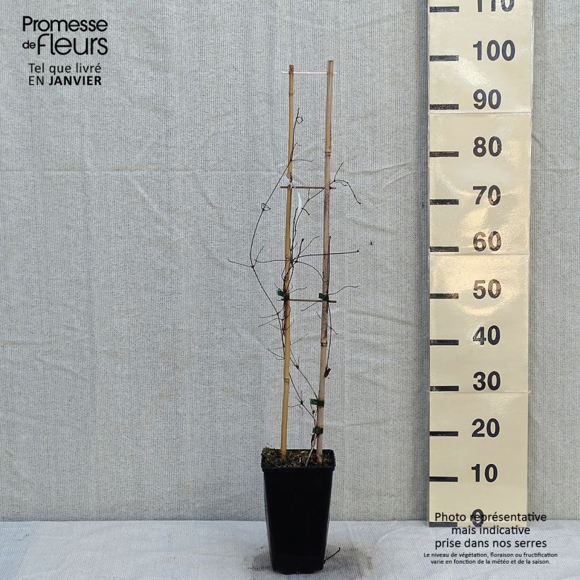 Spécimen de Clématite - Clematis Viva Polonia Pot de 2L/3L tel que livré en hiver
