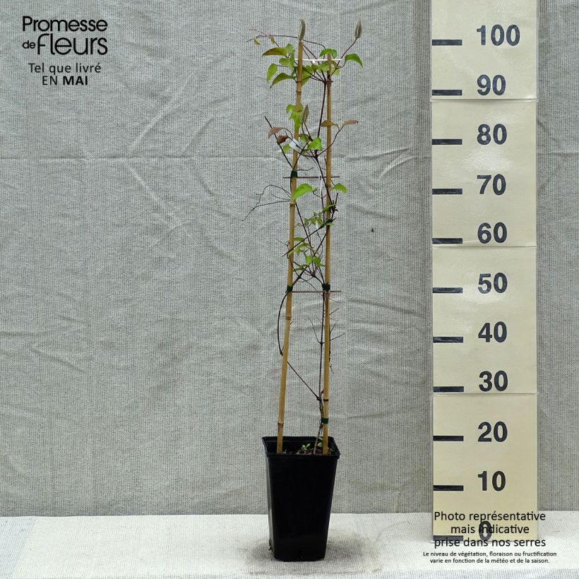 Amostra de Clematis Viva Polonia Vaso de 2 L/3 L tal como entregue na primavera
