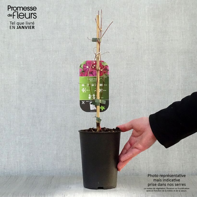 Spécimen de Clématite - Clematis Voluceau Pot de 2L/3L tel que livré en hiver
