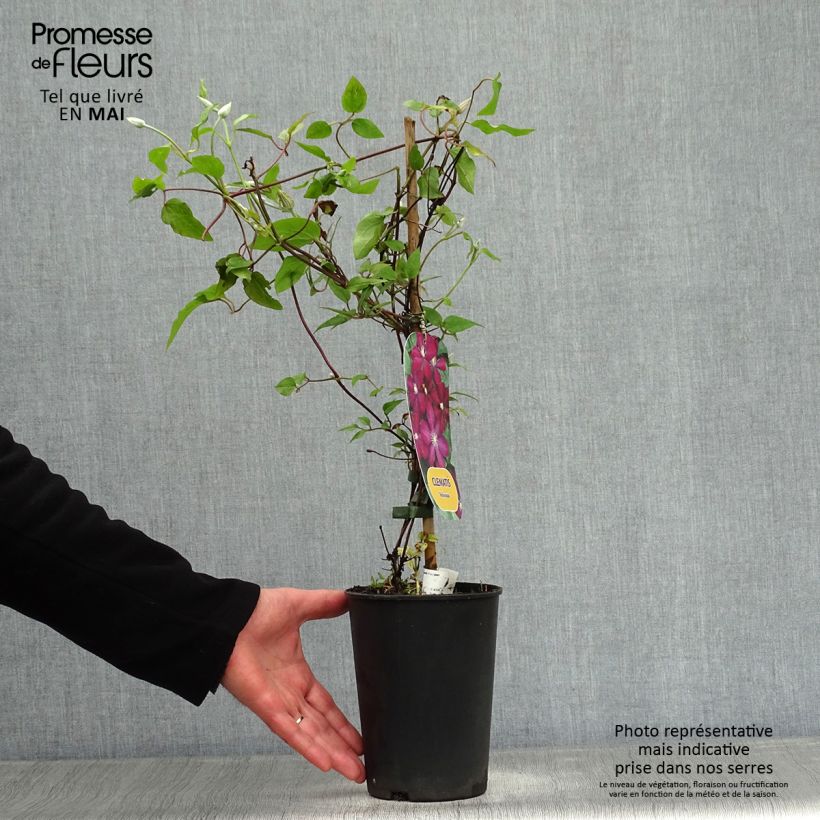 Spécimen de Clématite - Clematis Voluceau Pot de 2L/3L tel que livré au printemps