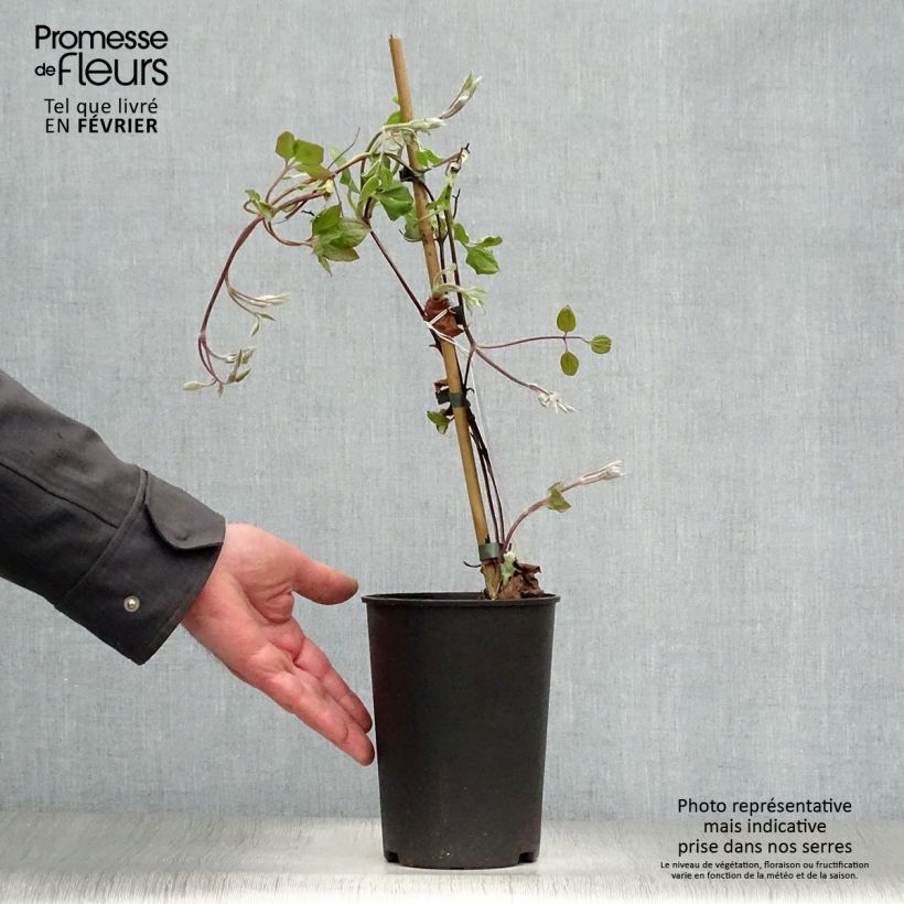Spécimen de Clématite - Clematis Vyvyan Pennell Pot de 2L/3L tel que livré en hiver