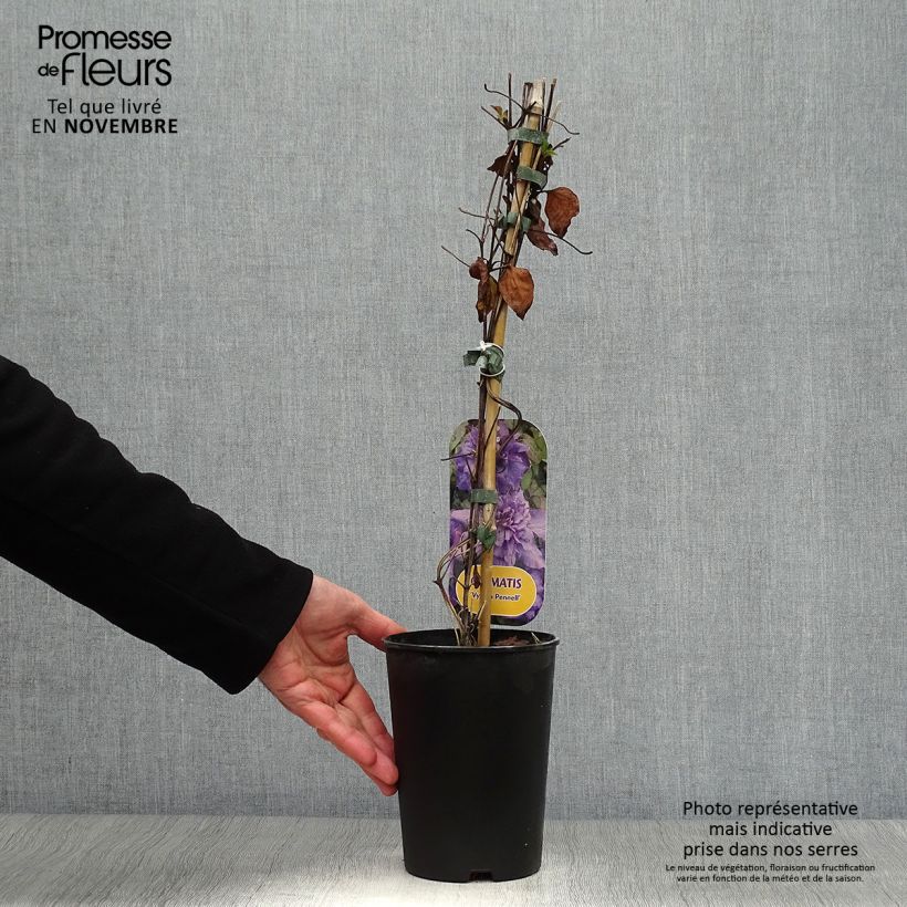 Spécimen de Clématite - Clematis Vyvyan Pennell Pot de 2L/3L tel que livré en automne