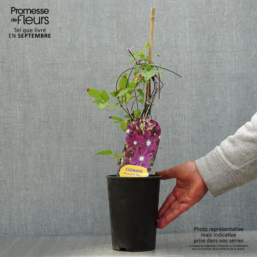 Spécimen de Clématite - Clematis Warszawska Nike Pot de 2L/3L tel que livré en automne