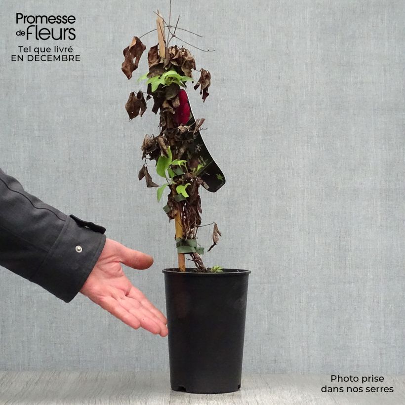 Spécimen de Clématite - Clematis Westerplatte Pot de 2L/3L tel que livré en hiver