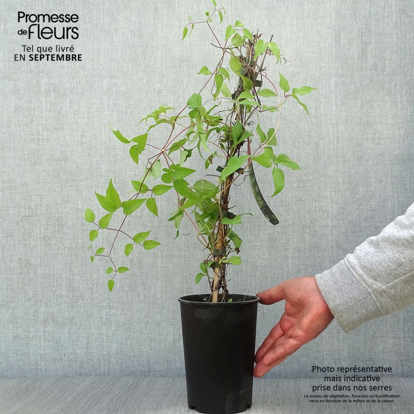 Spécimen de Clématite - Clematis Westerplatte Pot de 2L/3L tel que livré en automne