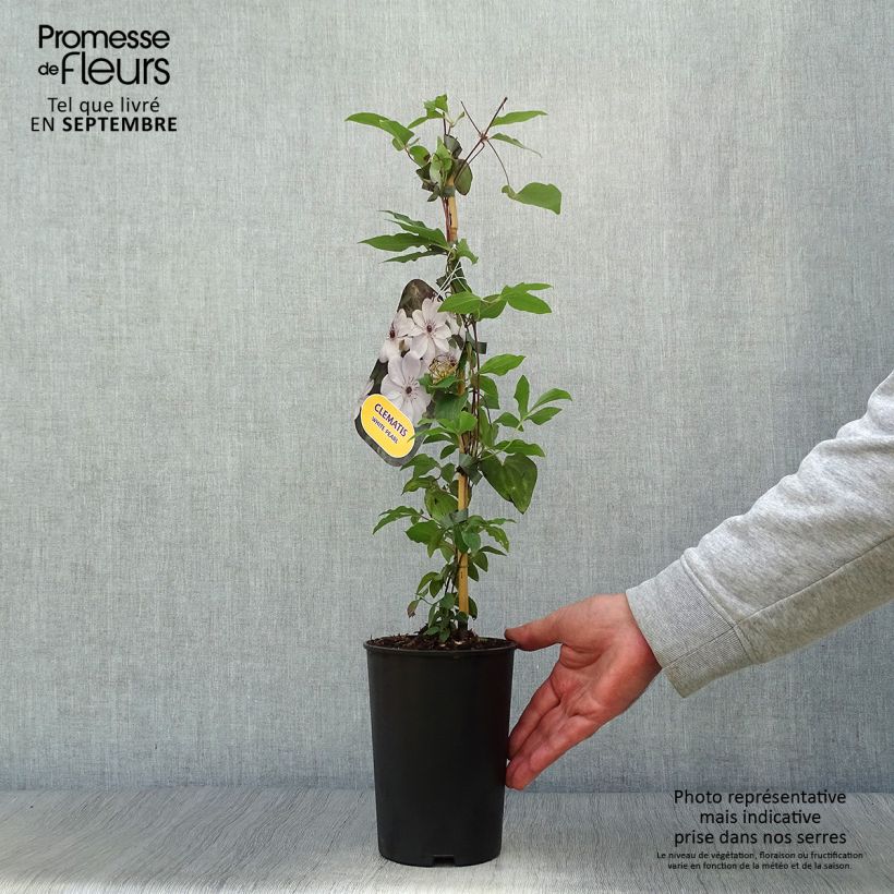 Spécimen de Clématite - Clematis White Pearl Pot de 2L/3L tel que livré en automne
