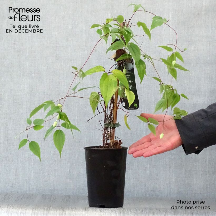 Spécimen de Clématite - Clematis Winter Beauty Pot de 2L/3L tel que livré en hiver