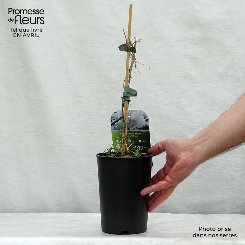 Amostra de Clematis urophylla Winter Beauty Vaso de 2 L/3 L tal como entregue na primavera