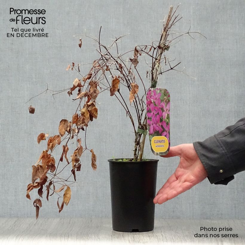 Spécimen de Clématite - Clematis Wonderful  Pot de 2L/3L tel que livré en hiver