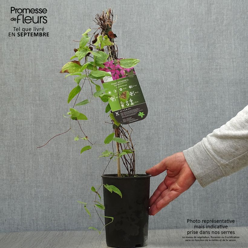 Spécimen de Clématite - Clematis Wonderful  Pot de 2L/3L tel que livré en automne