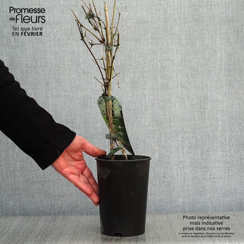 Spécimen de Clématite - Clematis Yukikomachi Pot de 2L/3L tel que livré en hiver