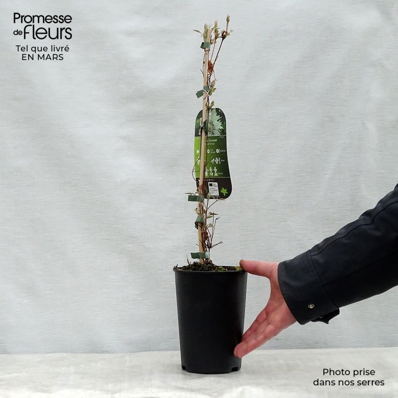 Spécimen de Clématite - Clematis Yukiokoshi Pot de 2L/3L tel que livré au printemps