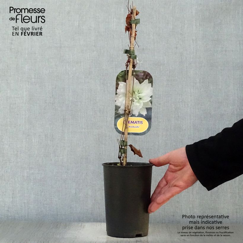 Spécimen de Clématite - Clematis Yukiokoshi Pot de 2L/3L tel que livré en hiver