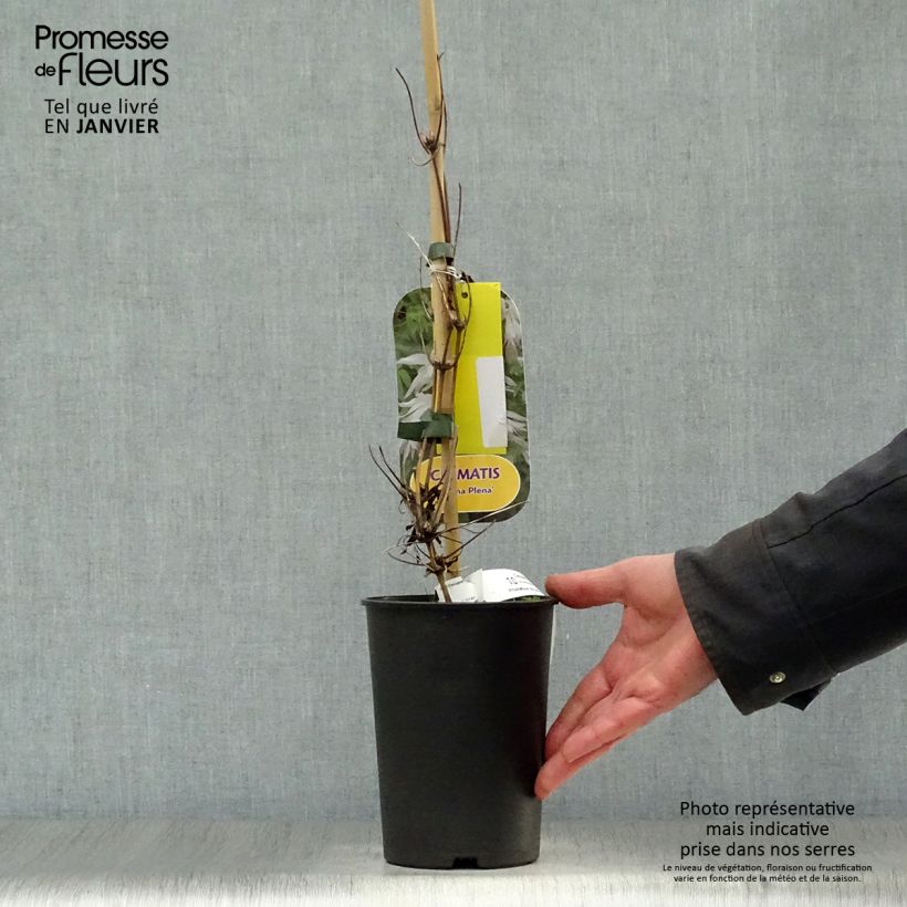 Spécimen de Clématite - Clematis alpina Albina Plena Pot de 2L/3L tel que livré en hiver