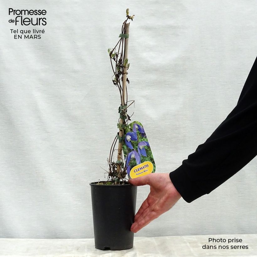 Spécimen de Clématite - Clematis alpina Francis Rivis Pot de 2L/3L tel que livré au printemps