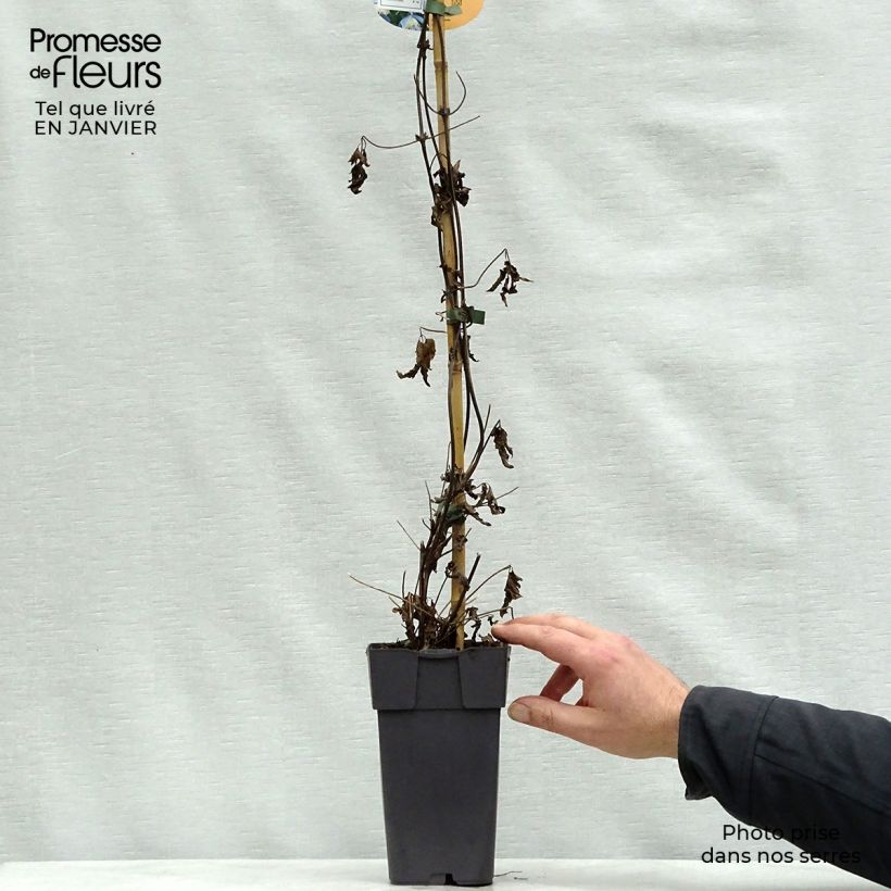 Spécimen de Clématite - Clematis alpina Ocean Pearl   Pot de 2L/3L tel que livré en hiver