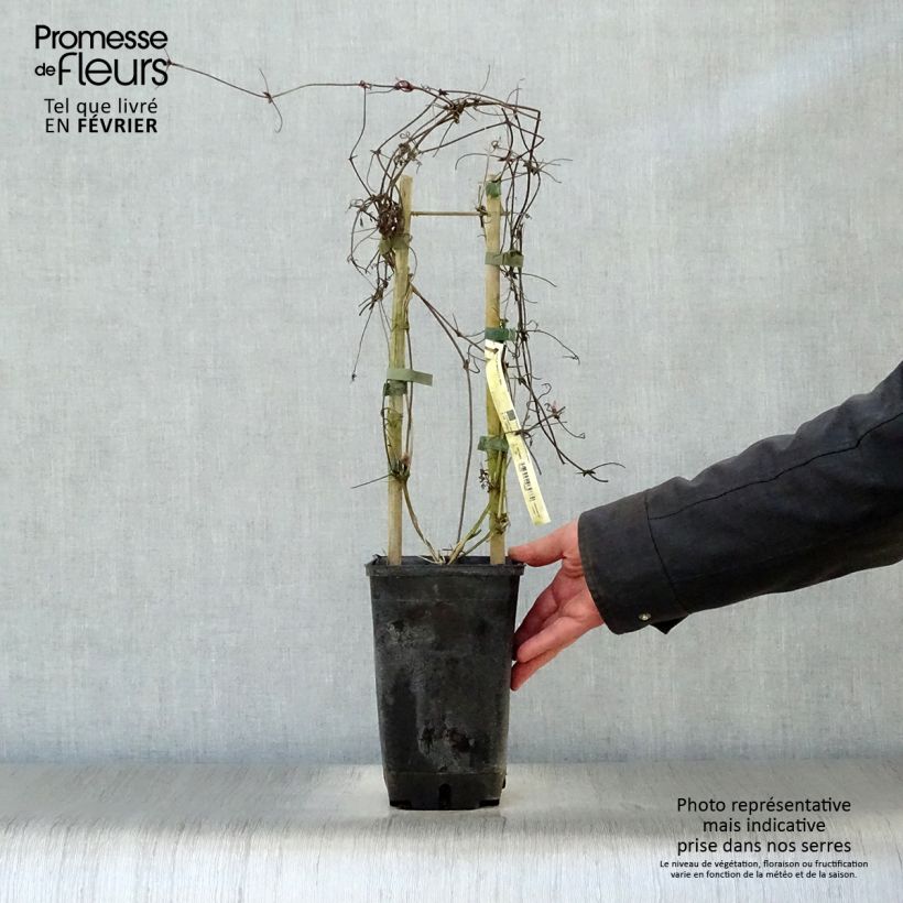 Spécimen de Clématite - Clematis alpina  Pot de 2L/3L tel que livré en hiver