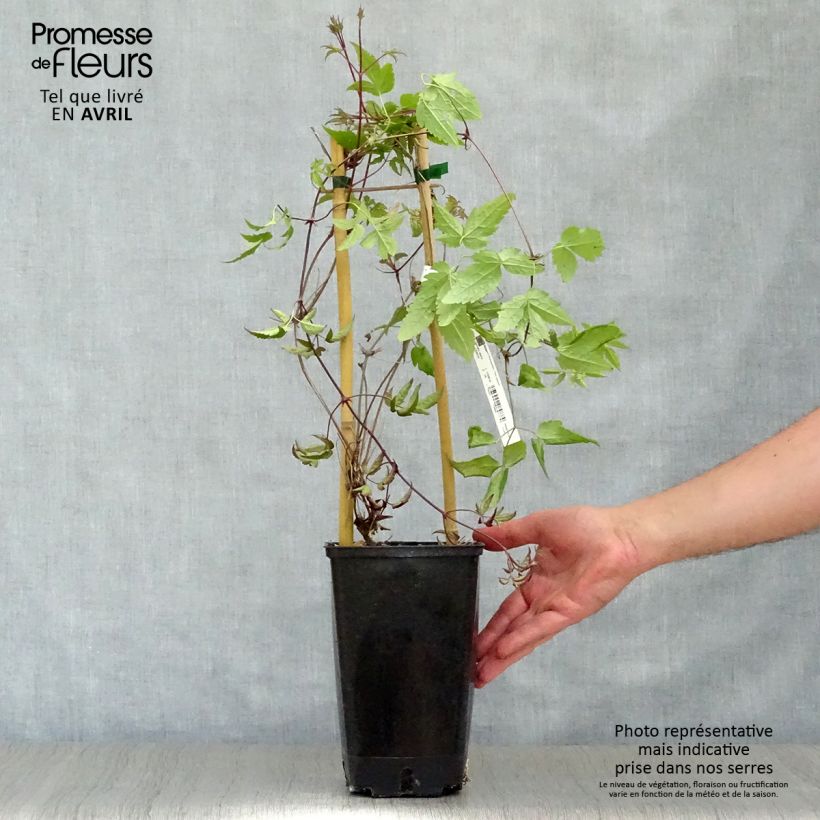 Spécimen de Clématite - Clematis alpina  Pot de 2L/3L tel que livré au printemps