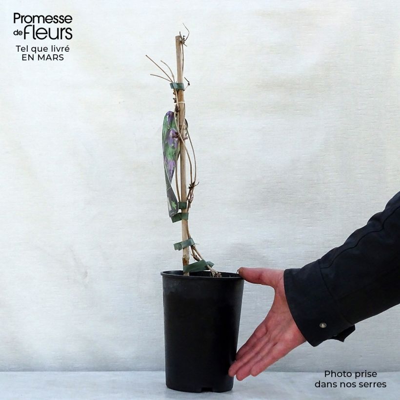 Spécimen de Clématite - Clematis alpina Ruby Pot de 2L/3L tel que livré au printemps