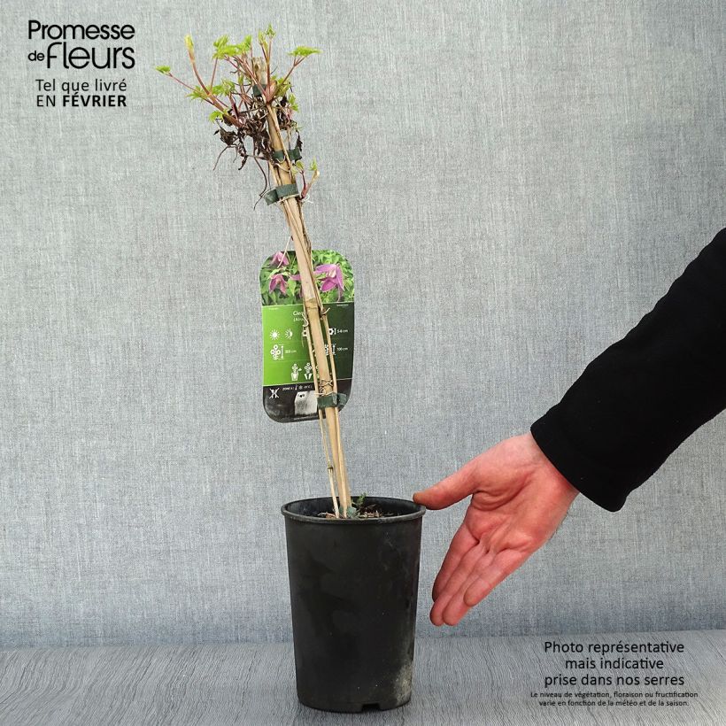 Spécimen de Clématite - Clematis alpina Ruby Pot de 2L/3L tel que livré en hiver