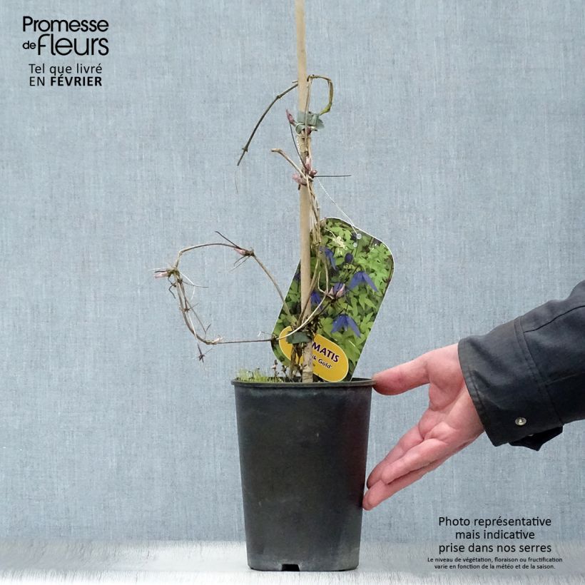 Spécimen de Clématite - Clematis alpina Stolwijk Gold Pot de 2L/3L tel que livré en hiver