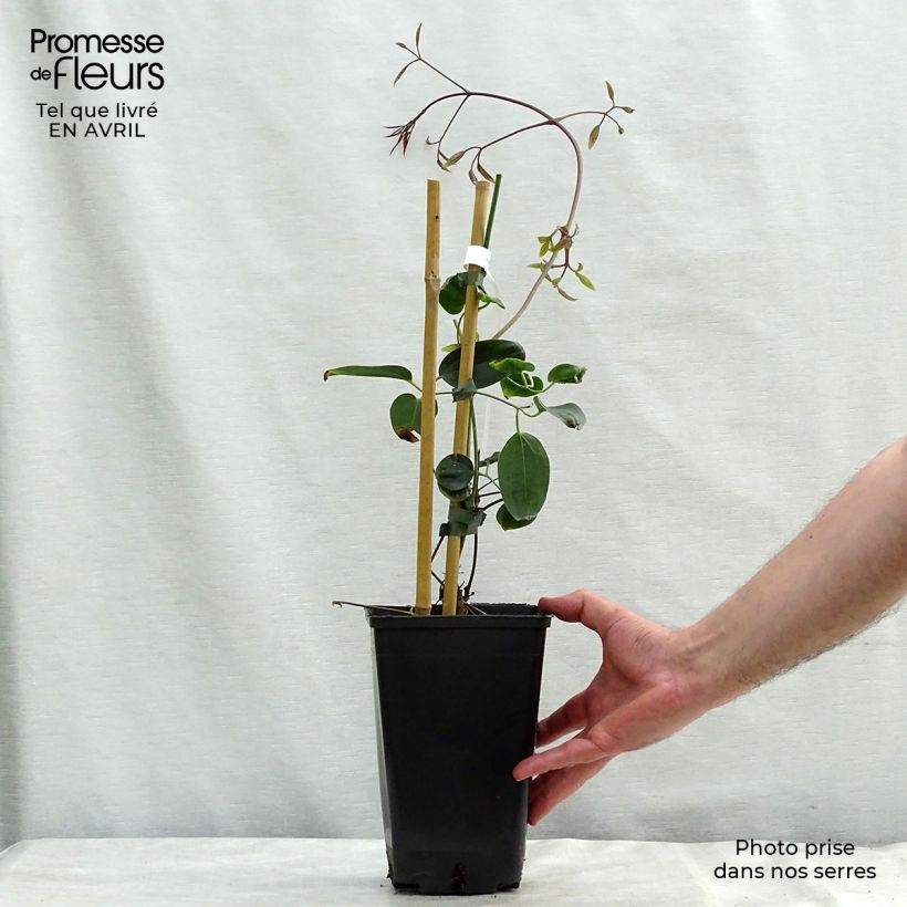 Spécimen de Clematis armandii Apple Blossom - clématite du père Armand Pot de 2L/3L tel que livré au printemps