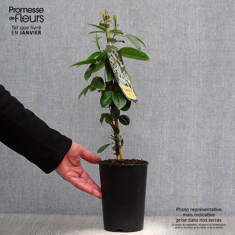 Spécimen de Clematis armandii Apple Blossom - clématite du père Armand Pot de 2L/3L tel que livré en hiver