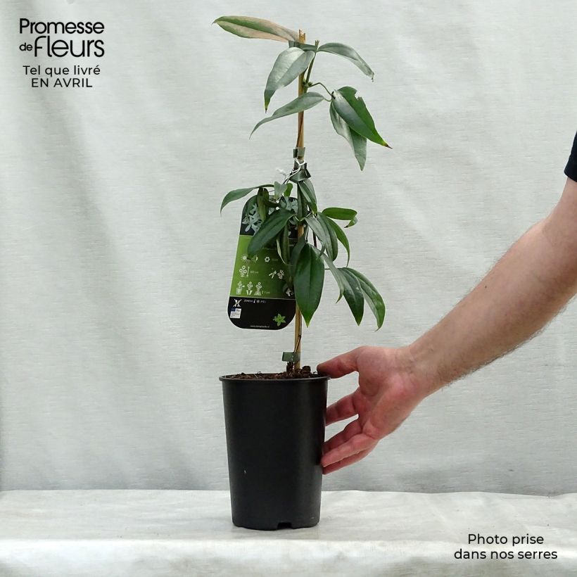 Spécimen de Clématite - Clematis armandii Little White Charm Pot de 2L/3L tel que livré au printemps