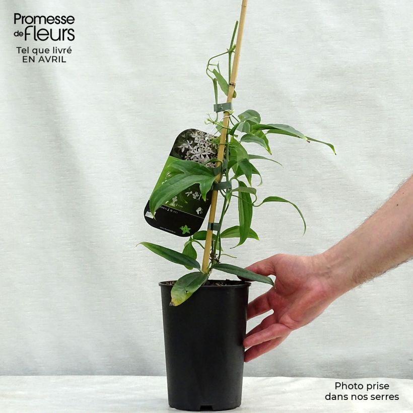 Spécimen de Clématite - Clematis armandii Snowdrift Pot de 2L/3L tel que livré au printemps
