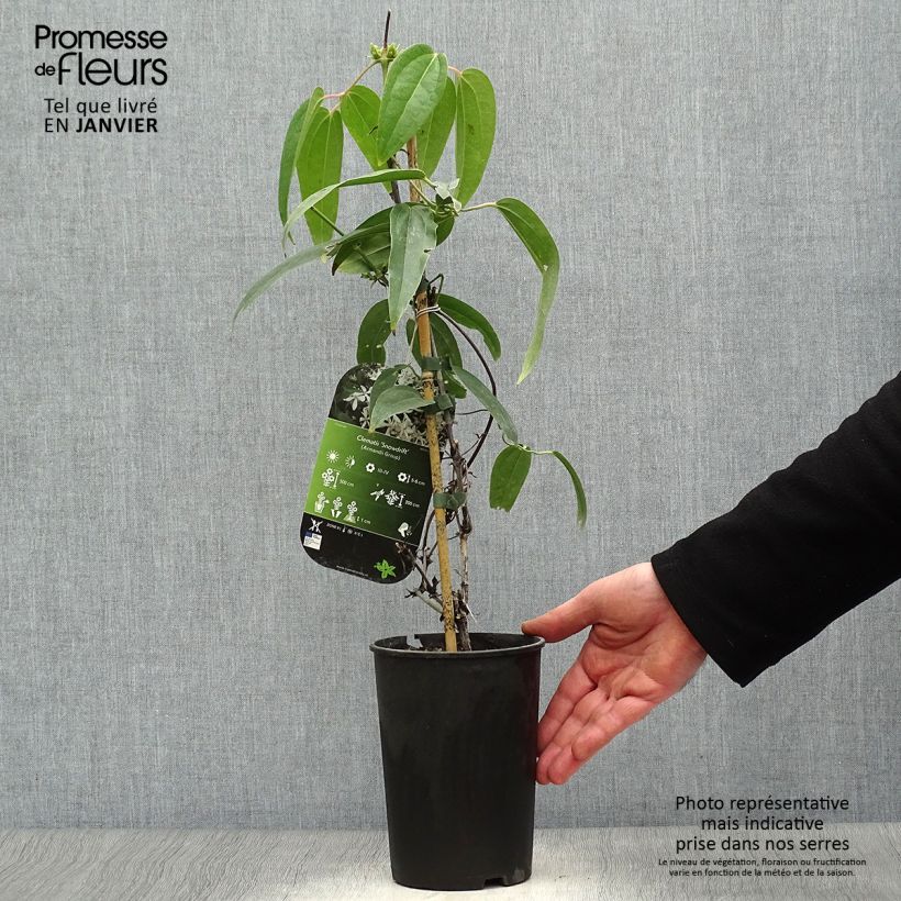 Spécimen de Clématite - Clematis armandii Snowdrift Pot de 2L/3L tel que livré en hiver