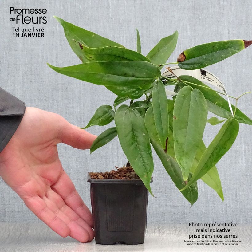 Spécimen de Clématite - Clematis armandii Godet de 8/9 cm tel que livré en hiver