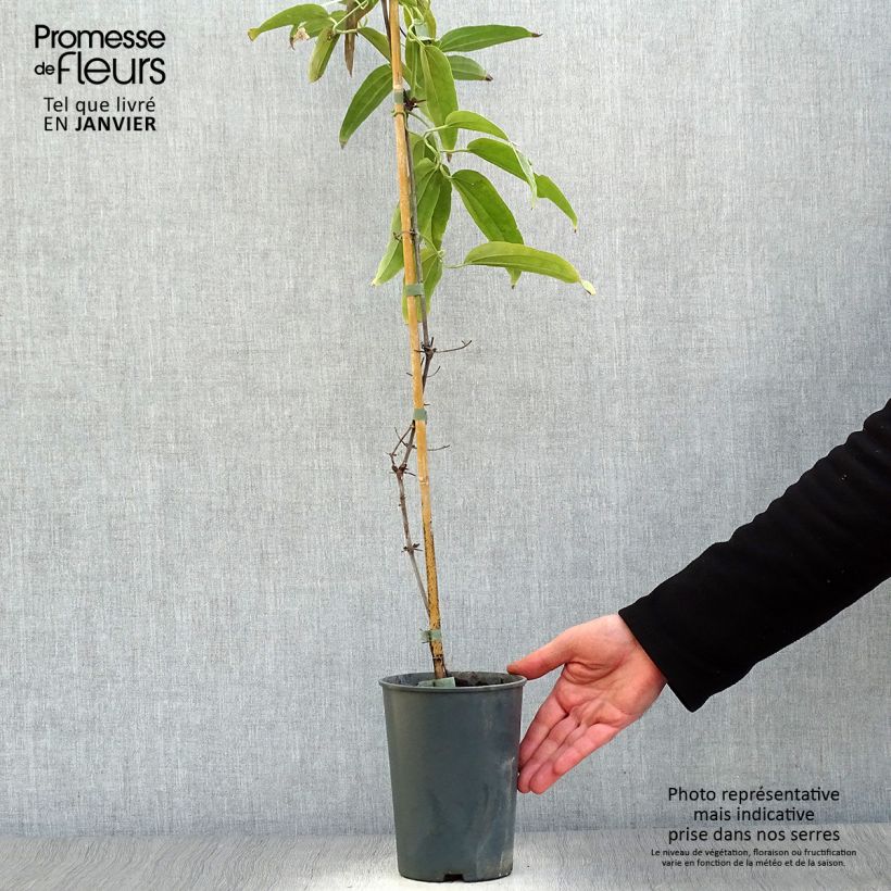 Spécimen de Clématite - Clematis armandii Pot de 2L/3L tel que livré en hiver