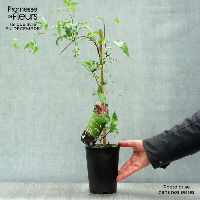 Spécimen de Clématite - Clematis cirrhosa Advent Bells Pot de 2L/3L tel que livré en hiver
