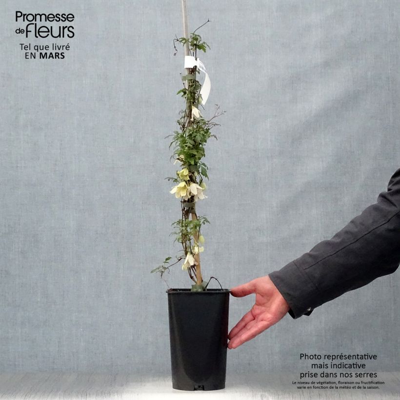 Spécimen de Clématite - Clematis cirrhosa Balearica Pot de 2L/3L tel que livré au printemps