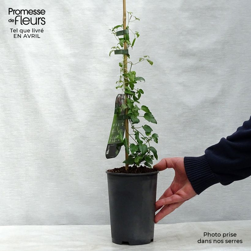 Spécimen de Clématite - Clematis cirrhosa Freckles Pot de 2L/3L tel que livré au printemps