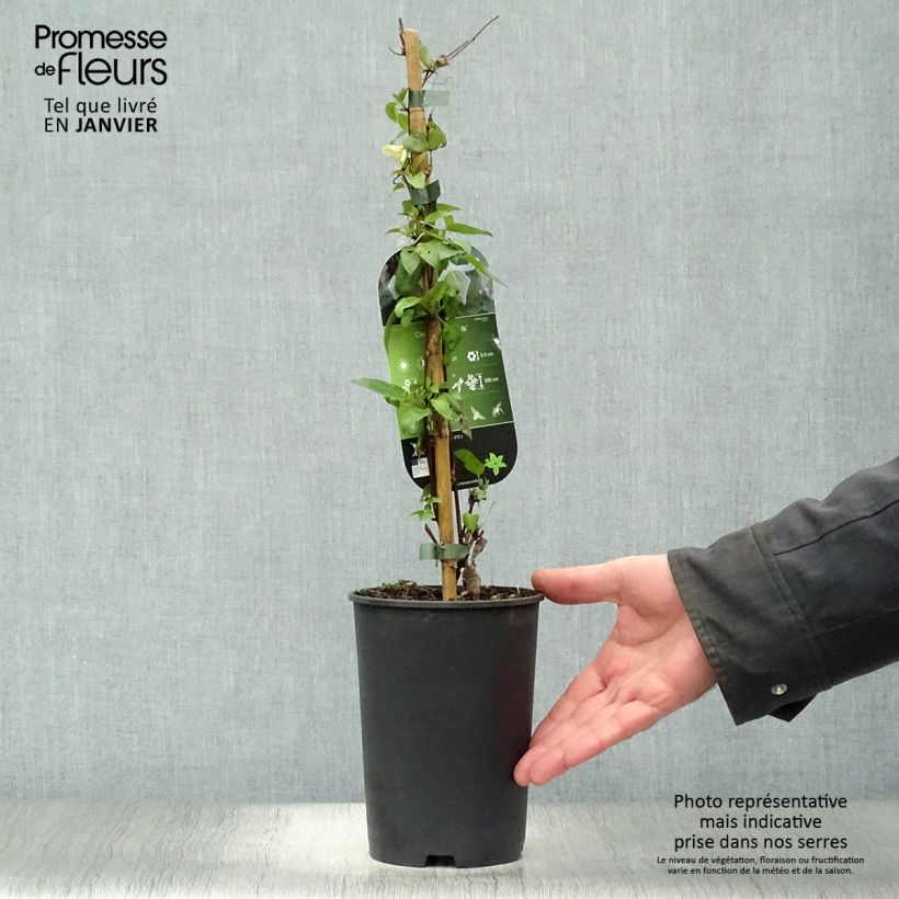 Spécimen de Clématite - Clematis cirrhosa Jingle Bells Pot de 2L/3L tel que livré en hiver