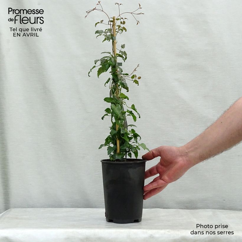 Spécimen de Clématite - Clematis cirrhosa Jingle Bells Pot de 2L/3L tel que livré au printemps