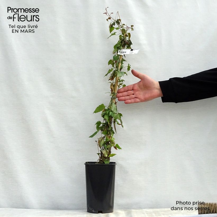 Spécimen de Clématite - Clematis cirrhosa Lansdowne Gem Pot de 2L/3L tel que livré au printemps