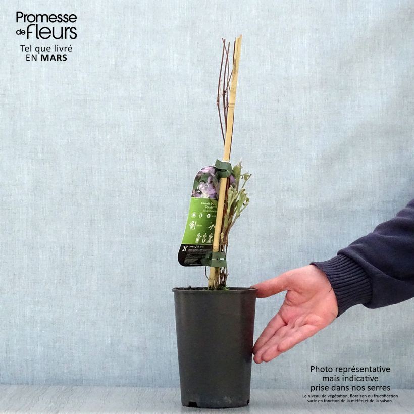 Spécimen de Clématite - Clematis diversifolia East River Pot de 2L/3L tel que livré au printemps