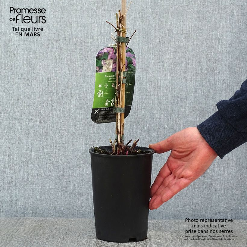 Spécimen de Clématite - Clematis diversifolia East River Pot de 2L/3L tel que livré en hiver