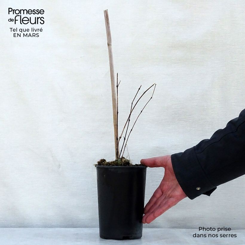 Spécimen de Clématite - Clematis diversifolia River Star Pot de 2L/3L tel que livré au printemps