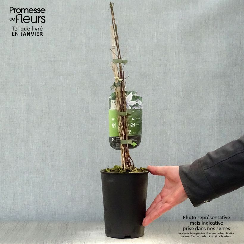 Spécimen de Clématite - Clematis diversifolia River Star Pot de 2L/3L tel que livré en hiver