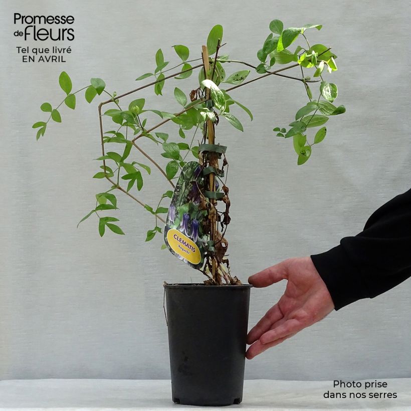 Spécimen de Clématite - Clematis diversifolia Rooguchi Pot de 2L/3L tel que livré au printemps