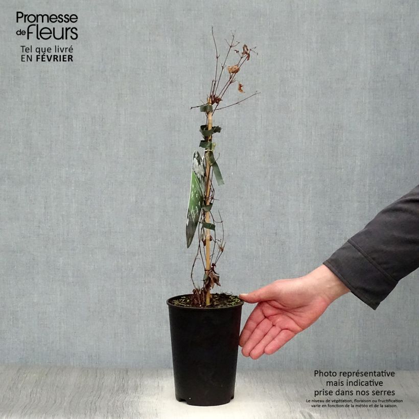 Spécimen de Clématite - Clematis diversifolia White Arabella Pot de 2L/3L tel que livré en hiver