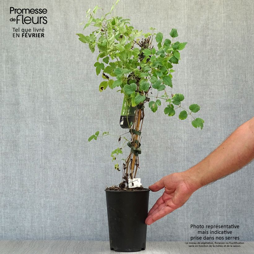 Spécimen de Clématite - Clematis fargesii Summersnow Pot de 2L/3L tel que livré en automne