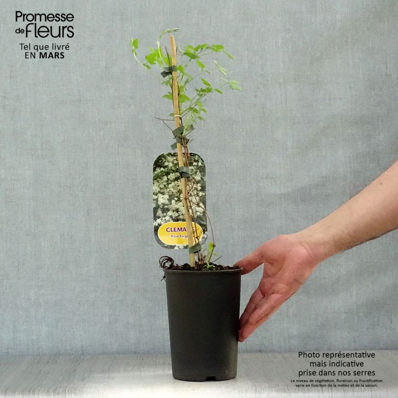 Spécimen de Clématite - Clematis fargesii Summersnow Pot de 2L/3L tel que livré au printemps