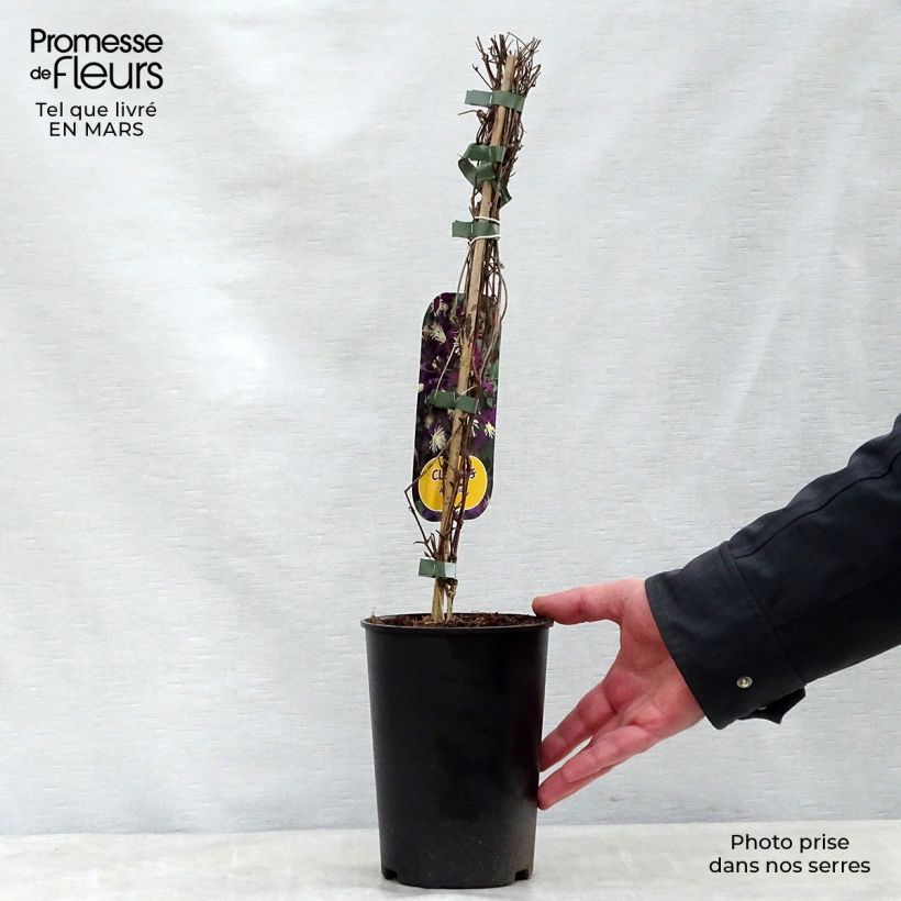 Spécimen de Clématite - Clematis flammula Aromatica Pot de 2L/3L tel que livré au printemps