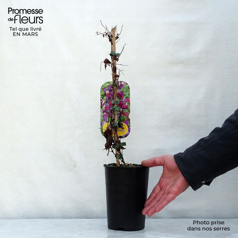 Spécimen de Clématite - Clematis flammula Sweet Summer Love  Pot de 2L/3L tel que livré au printemps