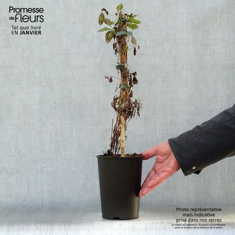Spécimen de Clématite - Clematis flammula Sweet Summer Love  Pot de 2L/3L tel que livré en hiver